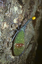 Lanternfly (Pyrops pythica incerta) on a tree in rainforest, Sumatra, Indonesia