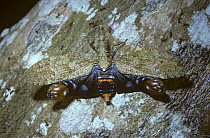 Lantern-fly bug (Cathedra serrata) displaying defensive eye-spots when disturbed, on a tree in rainforest, Brazil