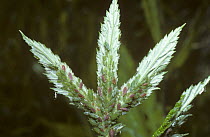Meadowsweet aphid (Macrosiphum cholodkovskyi) on Meadowsweet food plant, UK