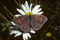 Meadow brown butterfly (Maniola jurtina) on Marguerite flower, UK