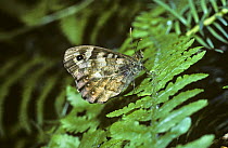 Speckled wood butterfly (Pararge aegeria tircis) UK
