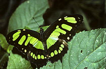 The malachite butterfly (Siproeta stelenes meridionalis) in rainforest, Peru