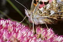 Painted lady butterfly (Cynthia / Vanessa cardui) showing its hairy eyes and long proboscis, UK