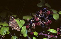 Speckled wood butterfly (Pararge aegeria tircis) male on a bramble bush, UK