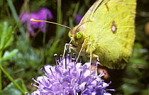 Clouded yellow butterfly (Colias croceus) showing its yellow compound eyes and proboscis probing the flower, UK