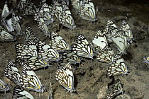 Pioneer white butterflies (Anaphaeis / Belenois aurota) drinking from damp ground in desert while on migration, South Africa