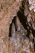 Painted lady butterfly pupae (Cynthia / Vanessa cardui) attached to cliff-face in desert, Israel