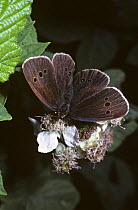 Ringlet butterfly (Aphantopus hyperantus) on bramble flower, UK