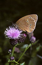 Ringlet butterfly (Aphantopus hyperantus) on creeping thistle flower, UK