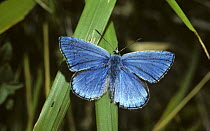 Adonis blue butterfly male (Polyommatus bellargus) UK