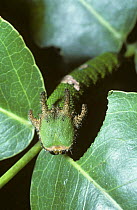 Caterpillar larva of Butterfly (Charaxes sp) in tropical dry forest, Kenya