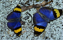 Gold-banded forester butterfly (Euphaedra neophron) male (left) courting female, in tropical dry forest, Kenya
