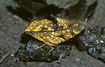 Butterfly (Charaxes pleione), its undersides mimicking a dead leaf as it feeds on liquid from dung in rainforest, Kenya
