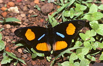 Blue-spot pansy butterfly (Precis / Junonia westermanni) male in savannah, Kenya