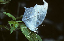 Mother of Pearl butterfly (Salamis parhassus) in rainforest, Kenya