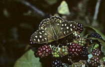 Speckled wood butterfly (Pararge aegeria tircis) feeding from a ripe blackberry fruit, UK
