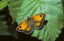 Gatekeeper butterfly (Pyronia tithonus) basking UK
