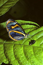 Blue transparent butterfly (Ithomia pellucida) feeding from a small bird-dropping in rainforest, Trinidad