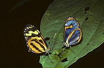 Blue transparent butterfly (right) (Ithomia pellucida) and Sweet oil butterfly (Mechanitis isthmia kayei) feeding from a bird-dropping in rainforest, Trinidad