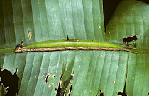 Caterpillar larva of Cocoa mort-bleu / Giant owl butterfly (Caligo teucer insulanus) on its {Heliconia wagneriana} food plant in rainforest, Trinidad