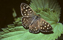 Speckled wood butterfly (Pararge aegeria tircis) with a piece pecked out of a hind-wing beside an eye-spot, UK