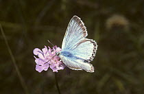 Chalkhill blue butterfly (Polyommatus coridon) UK