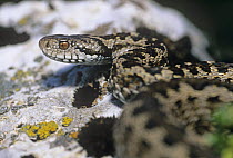 Meadow / Orsinii's viper (Vipera ursinii) adult female on rock. Endangered species. Abruzzo, Italy