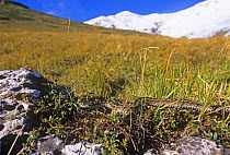 Meadow / Orsinii's viper (Vipera ursinii) in its habitat. Endangered species. Abruzzo, Italy.