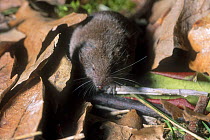 Lesser white toothed shrew (Crocidura suaveolens) on forest floor, Central Italy