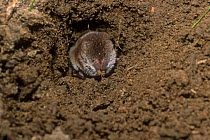 Bicoloured white-toothed shrew (Crocidura leucodon) grooming in burrow on muddy ground. Central Italy.