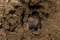 Bicoloured white-toothed shrew (Crocidura leucodon) in burrow on muddy ground, Central Italy.