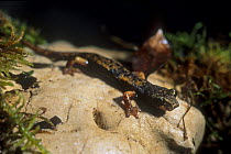 Italian cave salamander (Hydromantes / Speleomantes italicus), endemic to Italy, Northern Apennines, Italy