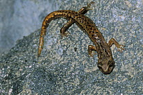 Strinati's cave salamander {Hydromantes strinatii). Piedmont, Italy.