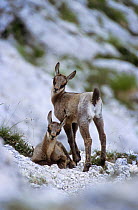 Apennines / Abruzzo chamois (Rupicapra pyrenaica ornata) few days old kids in summer. Endangered, endemic. Abruzzo national Park, Italy