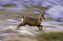 Apennines / Abruzzo chamois (Rupicapra pyrenaica ornata) adult female running. Endangered, endemic. Abruzzo national Park, Italy