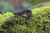 Spectacled salamander (Salamandrina terdigitata) adult female on mossy rock. Italian endemic species. Lazio, Italy