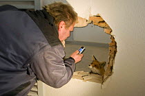 Man using his mobile phone to photograph a wild Red fox (Vulpes vulpes) living in an abandoned building, Berlin, Germany. February 2006