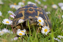 Hermann's tortoise (Testudo hermanni) among daisies. Italy
