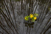 Marsh marigold (Caltha palustris) in flooded forest. Poland