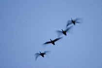 Bean geese (Anser fabalis) in flight at dusk. germany