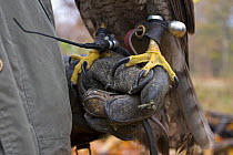 Northern Goshawk (Accipiter gentilis) perched on falconer's glove with bewits, bell and radio transmitter on its legs. Germany