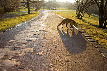 Red fox (Vulpes vulpes) crossing a path in a city park. Berlin, Germany.