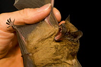 Noctule bat (Nyctalus noctula) handled by a biologist. Berlin, Germany