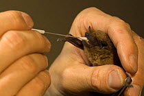 Biologist collecting saliva from a Noctule bat (Nyctalus noctula) for a DNA sample. Berlin, Germany