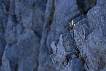 Apennines / Abruzzo chamois (Rupicapra pyrenaica ornata) hiding behind rock. Endangered, endemic. Abruzzo national Park, Italy