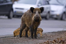 Wild boar (Sus scrofa) family feeding at roadside, with cars in the background. Berlin, Germany