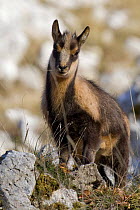 Apennines / Abruzzo chamois (Rupicapra pyrenaica ornata) yearling showing the distinctive winter coat pattern. Endangered, endemic. Abruzzo national Park, Italy.