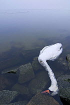 Dead Mute swan (Cygnus olor) possible victim of bird flu, along the coast of the Baltic sea. Rgen, Germany