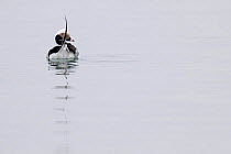 Long tailed duck (Clangula hyemalis) male. Baltic sea coast, Germany