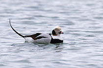 Long tailed duck (Clangula hyemalis) male, with winter plumage, on water. Baltic sea coast, Germany